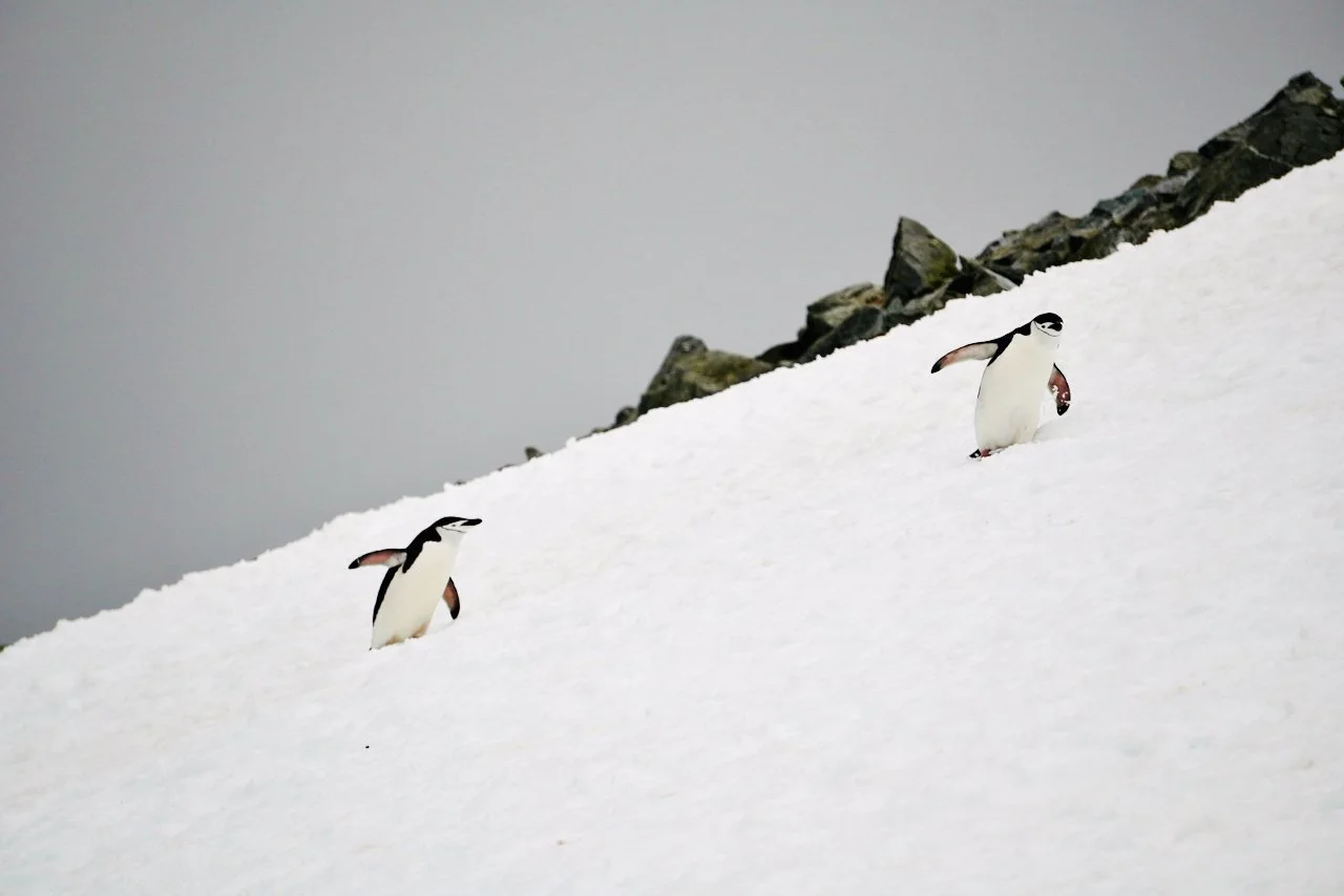 Half Moon Bay Antarctica - 65.jpeg
