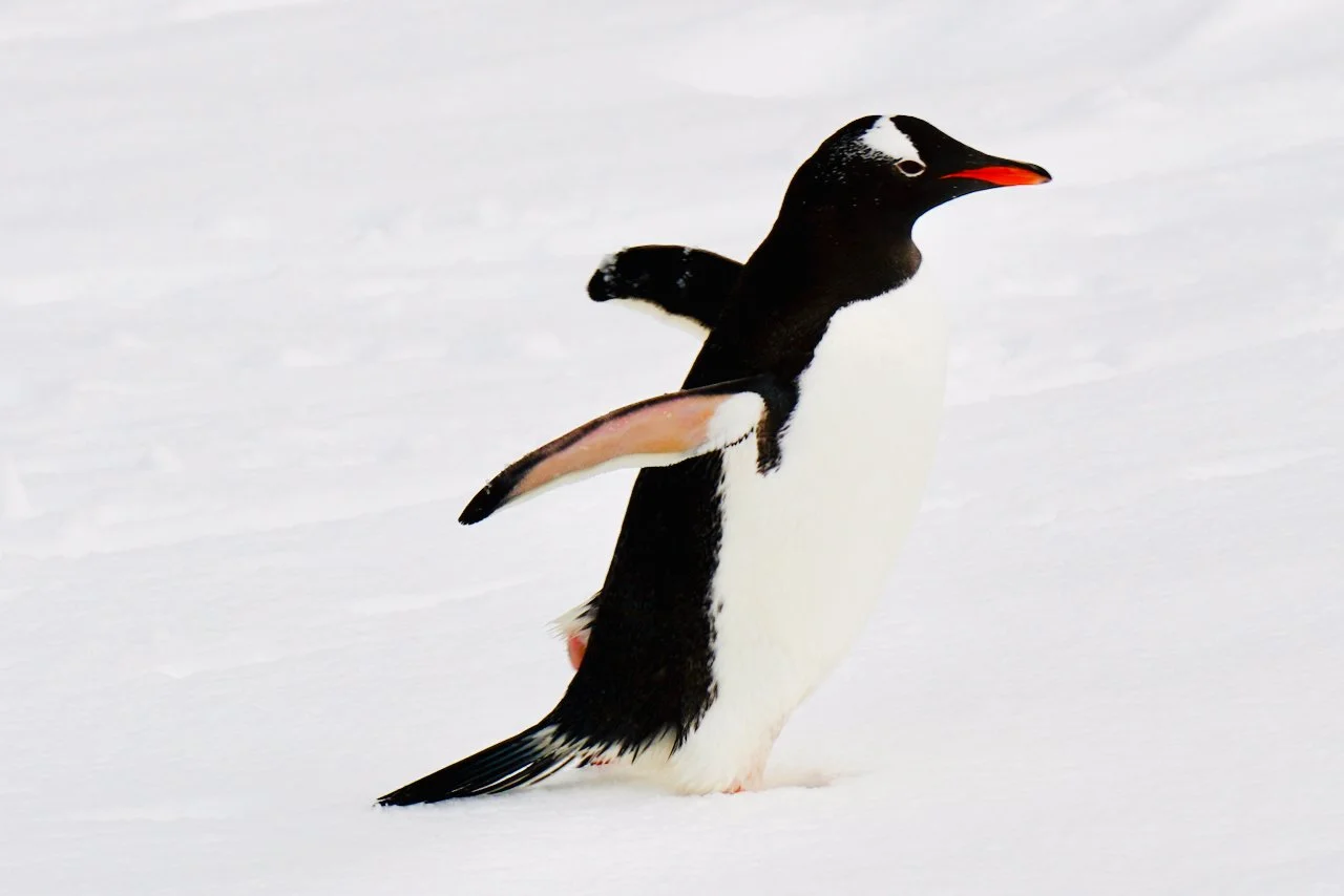 DHainaut Island Mikkelson Harbour - 55.jpeg