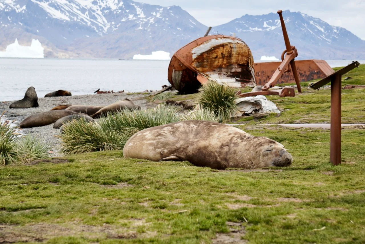 Grytviken South Georgia - 37.jpeg