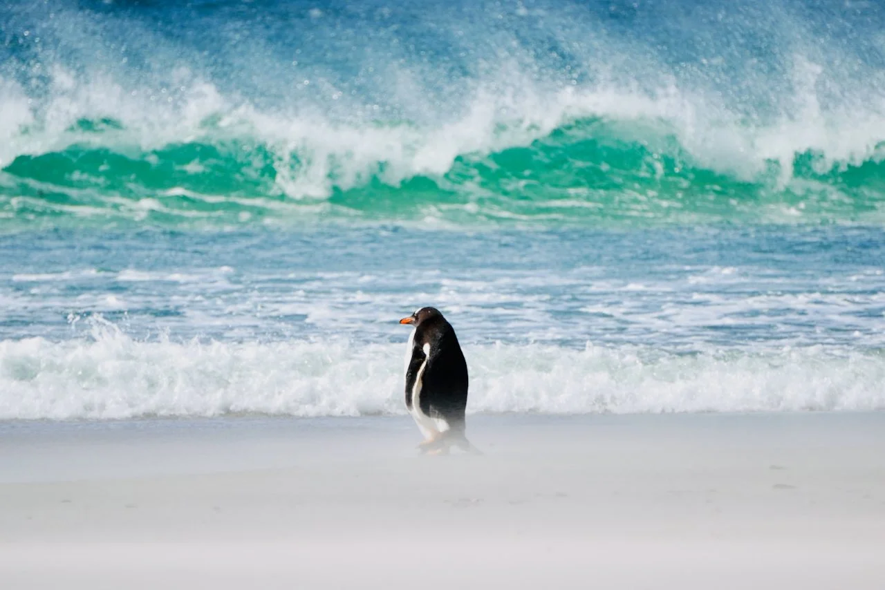 Falklands - 168.jpeg