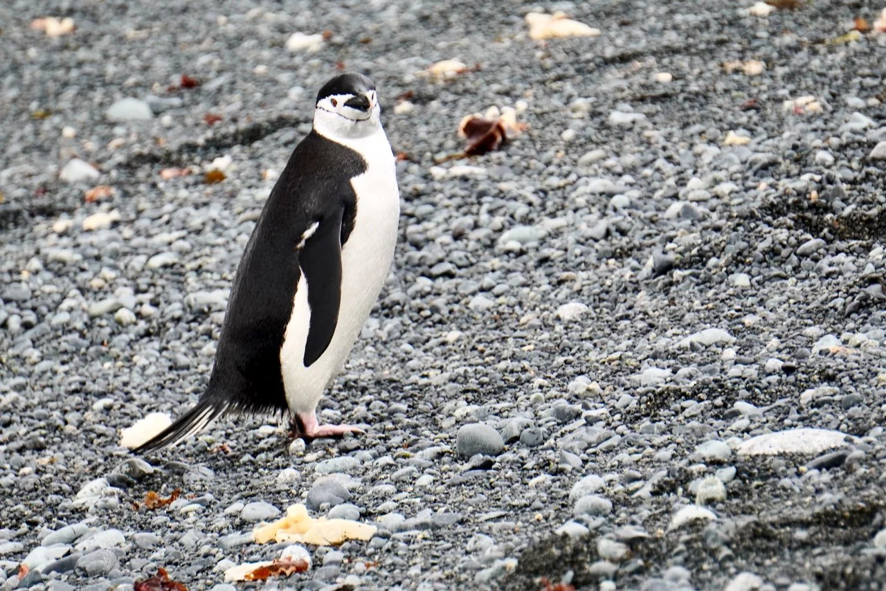 Half Moon Bay Antarctica - 9.jpeg