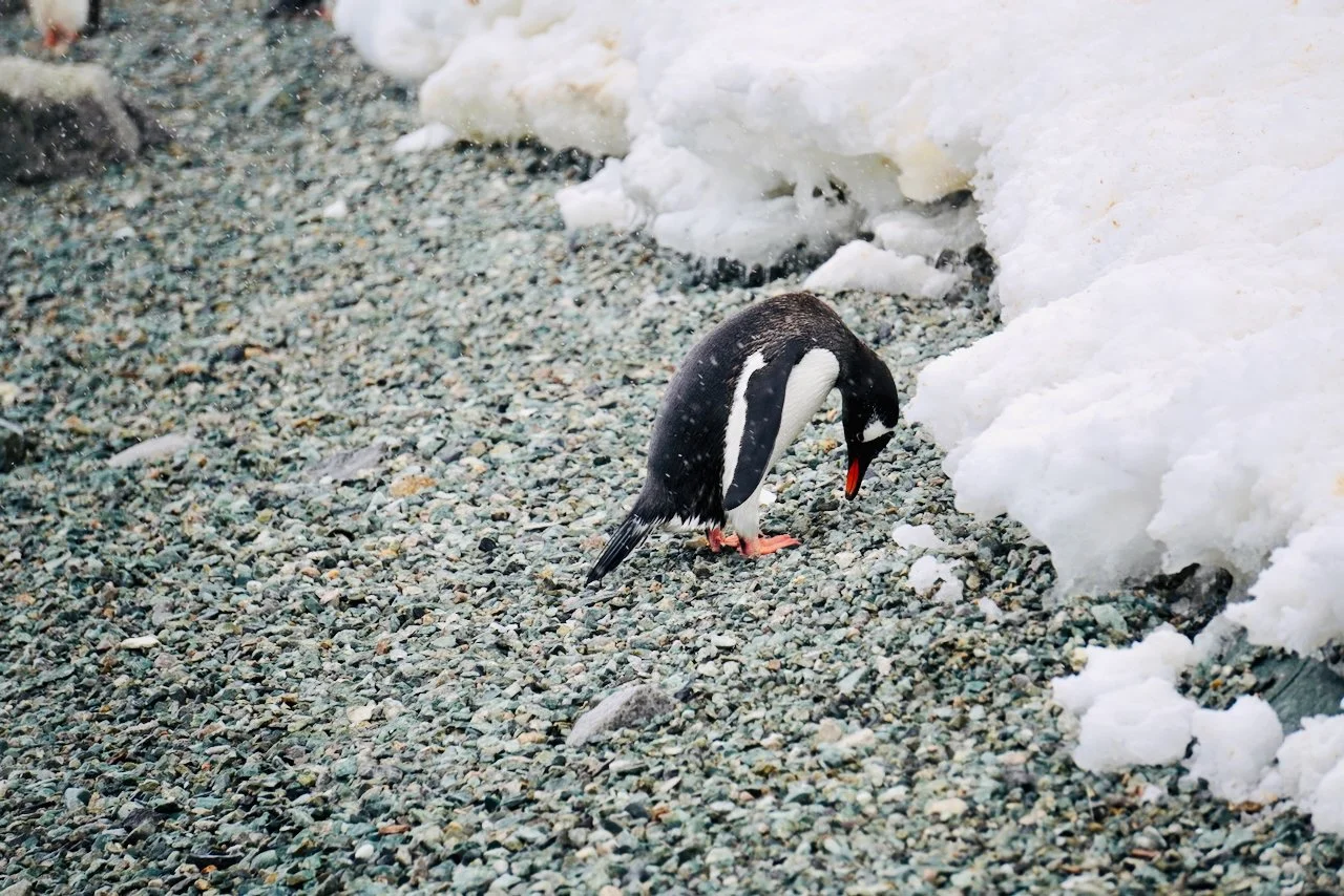 Brown Station Paradise Harbour - 69.jpeg