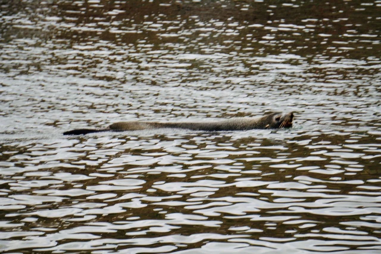 Grytviken South Georgia - 28.jpeg