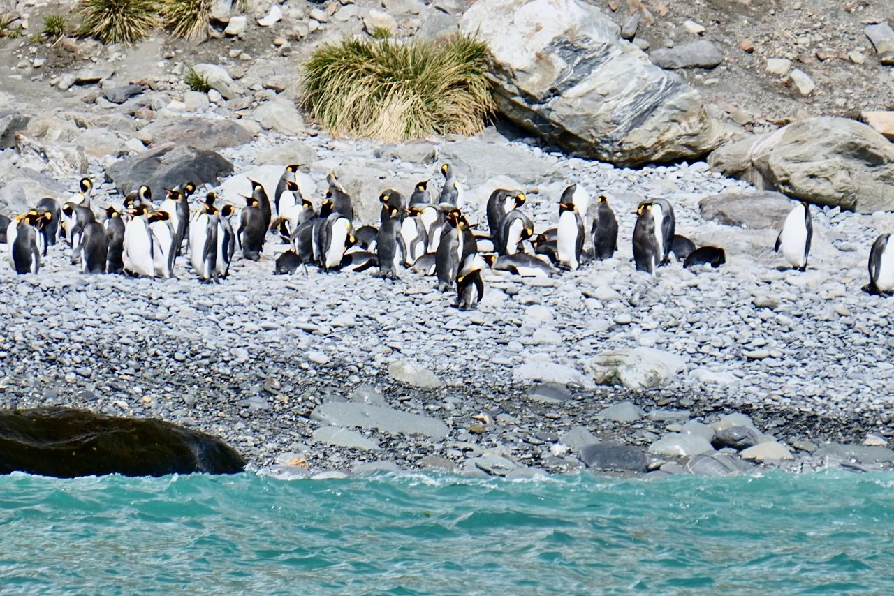 Royal Bay South Georgia - 24.jpeg