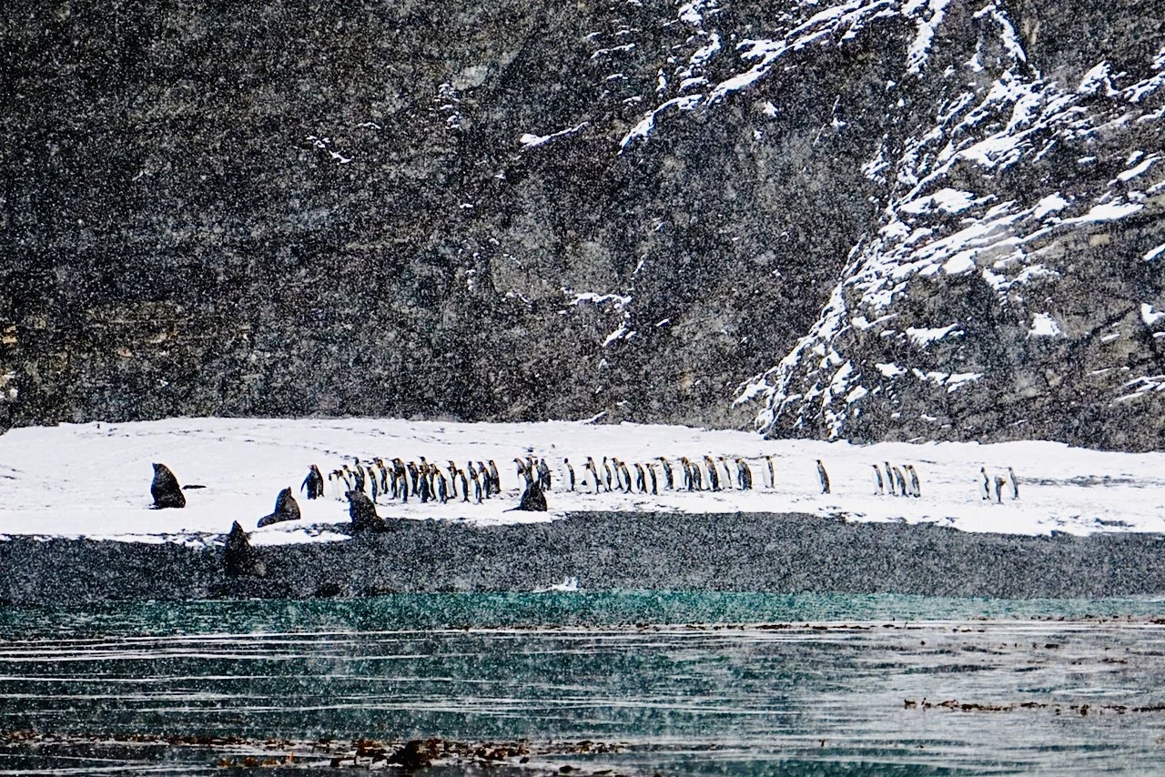 Fortuna Bay South Georgia - 1.jpeg