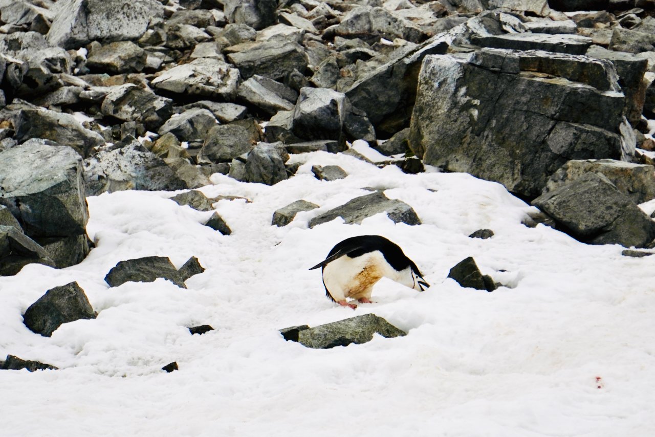 Half Moon Bay Antarctica - 42.jpeg