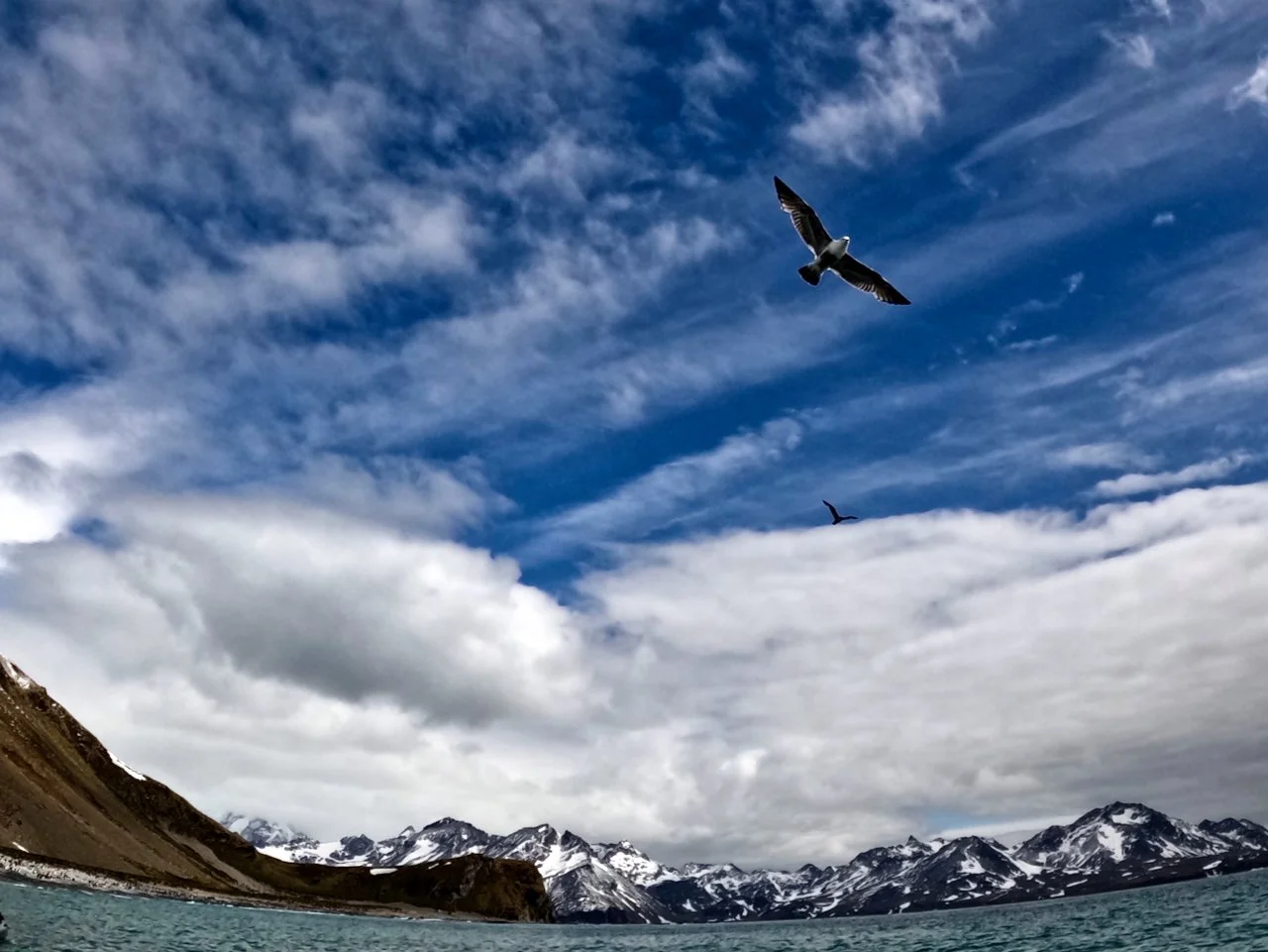 Royal Bay South Georgia GoPro - 1.jpeg