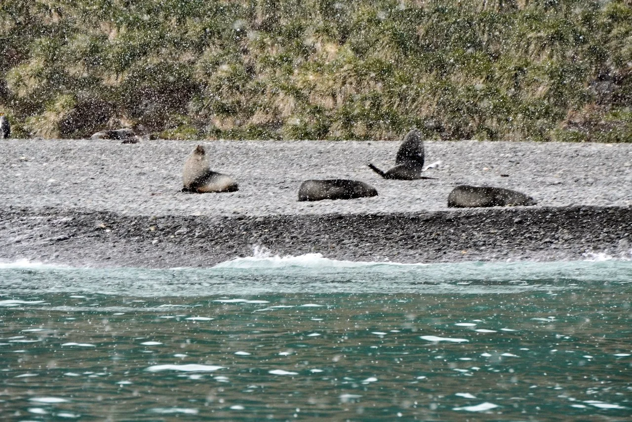 Fortuna Bay South Georgia - 36.jpeg