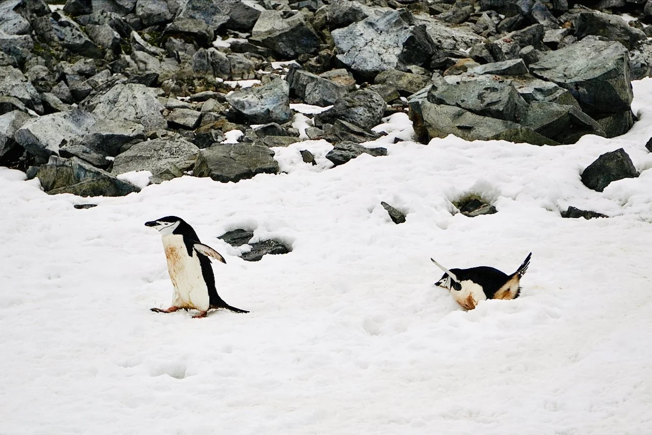 Half Moon Bay Antarctica - 37.jpeg