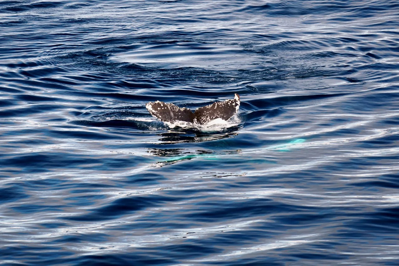 Elephant Island Sea Ice Humpback + Fin Whales - 79.jpeg
