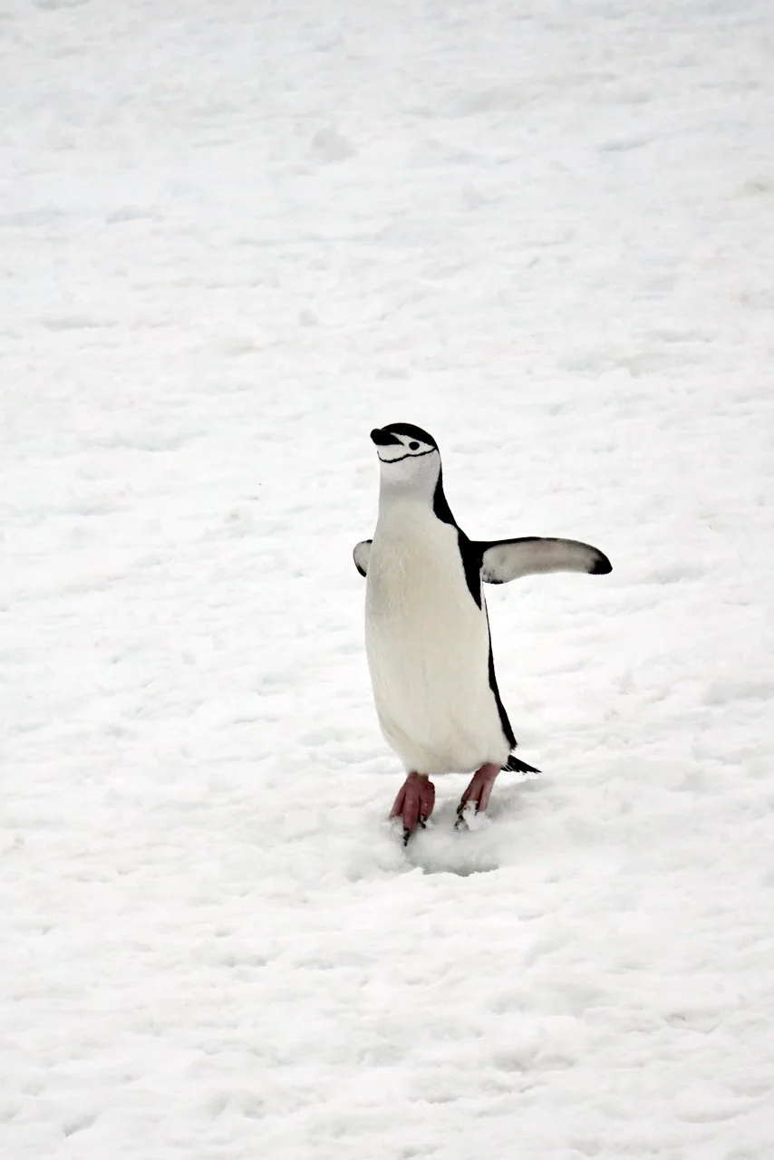 Half Moon Bay Antarctica - 34.jpeg