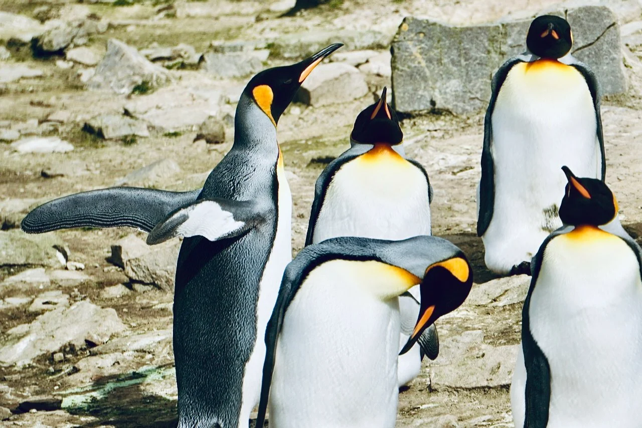 Falklands - 112.jpeg