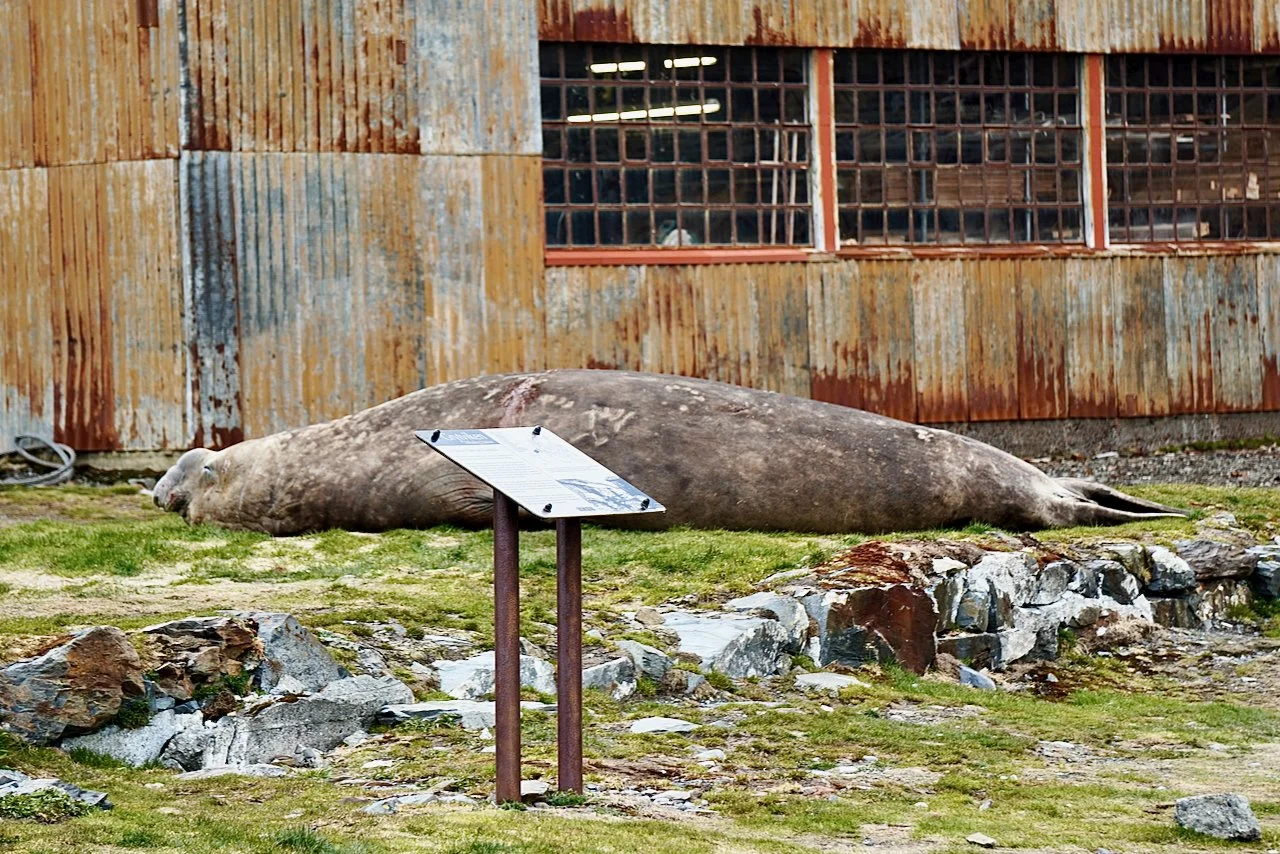 Grytviken South Georgia - 81.jpeg