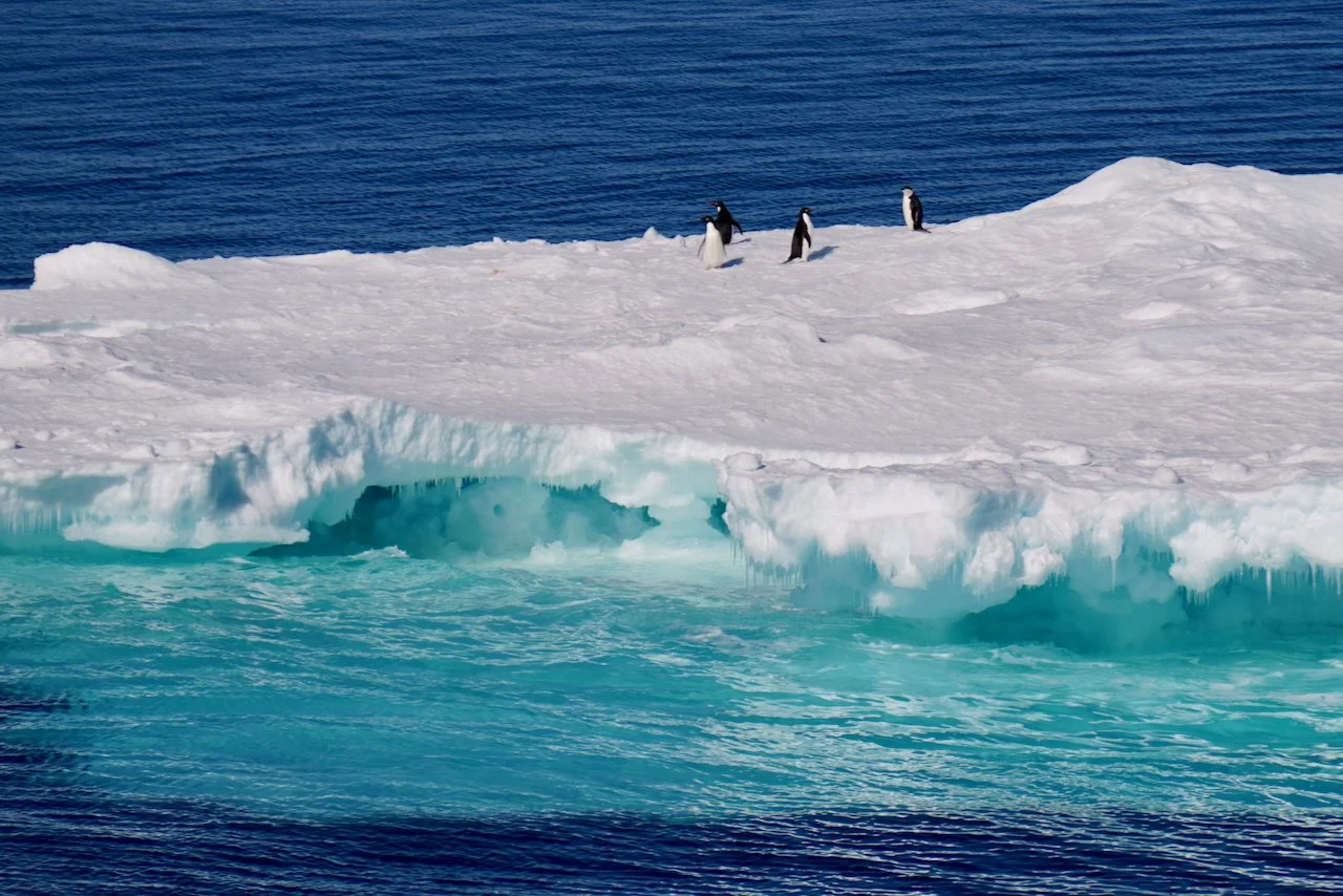 Elephant Island Sea Ice Humpback + Fin Whales - 31.jpeg