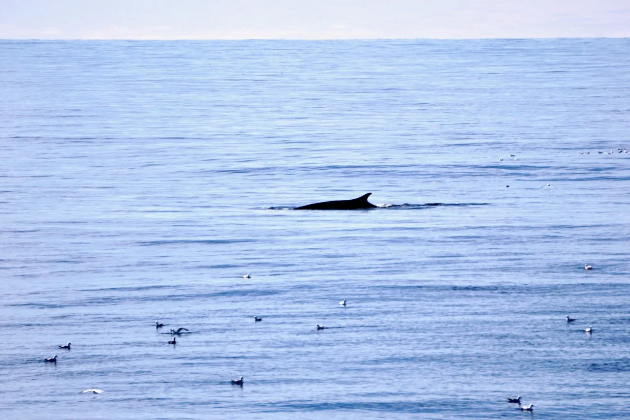 Elephant Island Sea Ice Humpback + Fin Whales - 52.jpeg