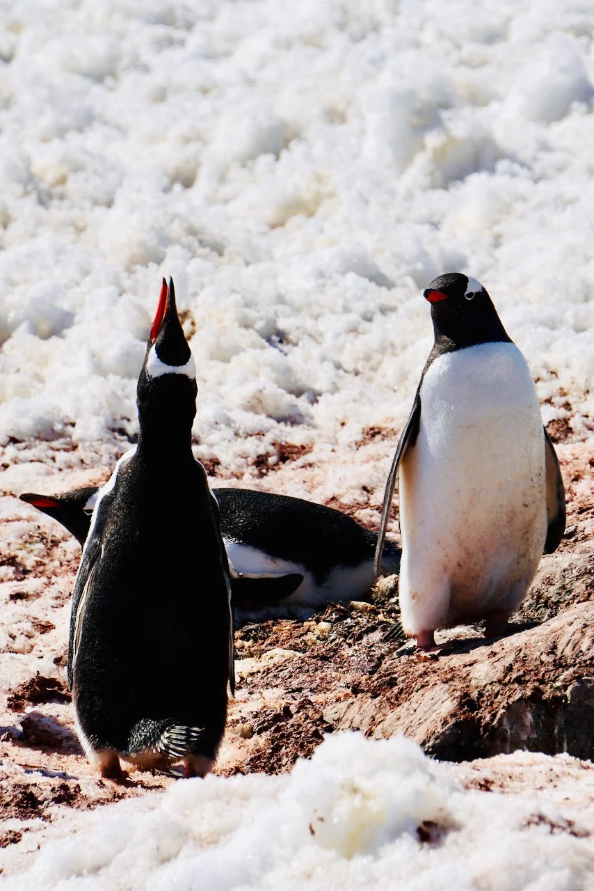 Brown Station Paradise Harbour - 50.jpeg