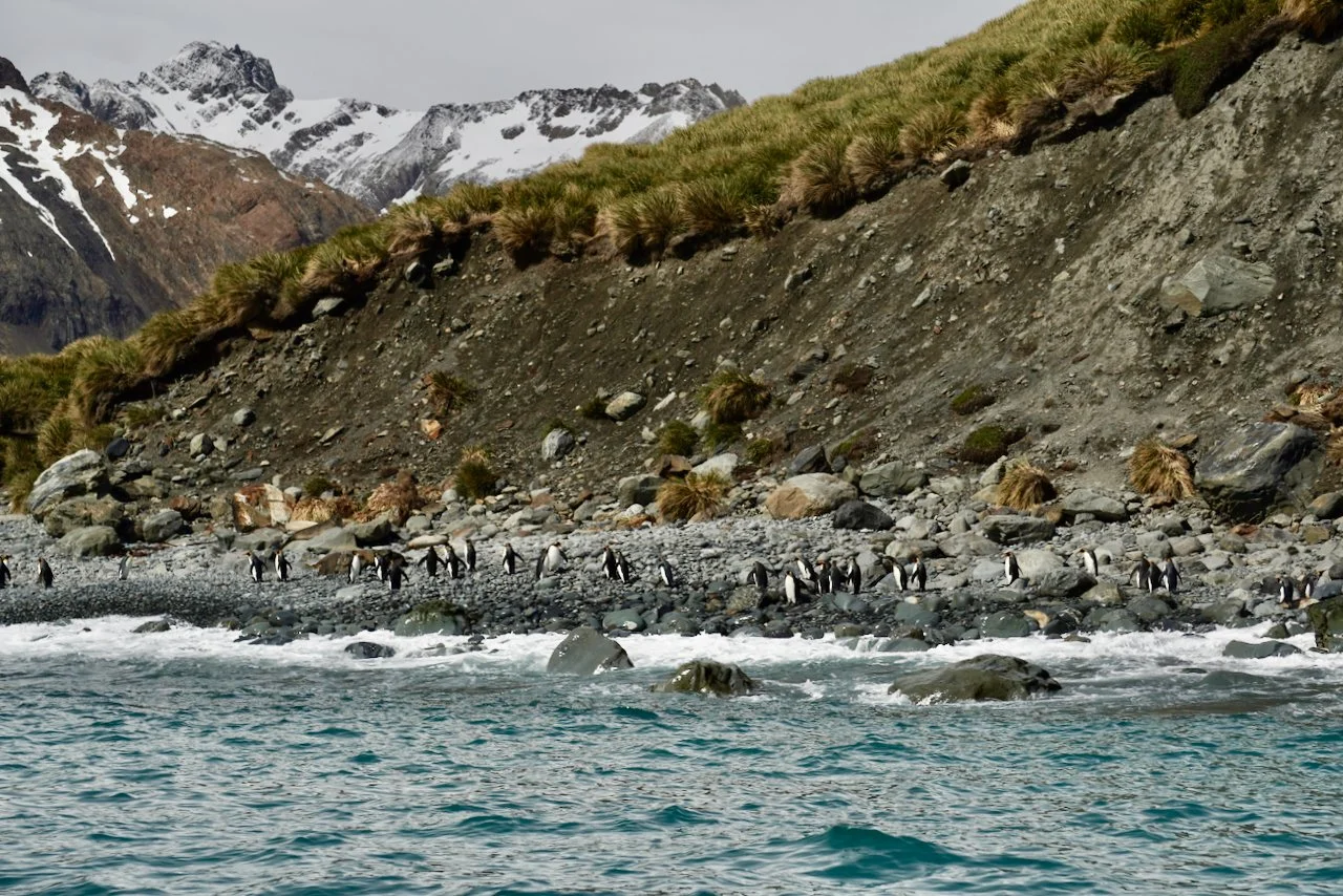 Royal Bay South Georgia - 33.jpeg
