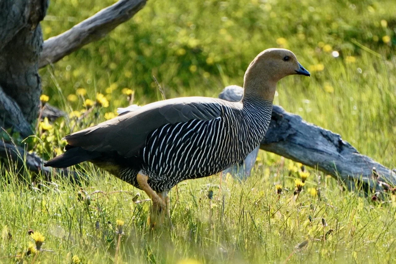 Ushuaia + Tierra del Fuego - 20.jpeg