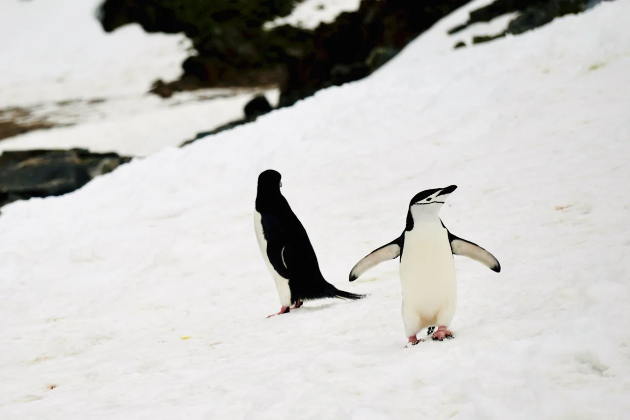 Half Moon Bay Antarctica - 47.jpeg