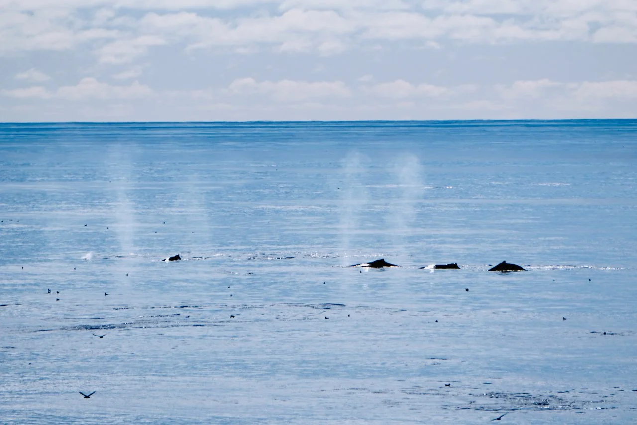 Elephant Island Sea Ice Humpback + Fin Whales - 111.jpeg