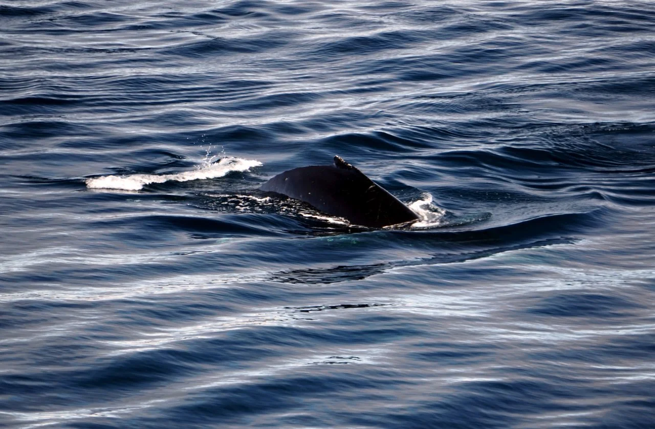 Elephant Island Sea Ice Humpback + Fin Whales - 76.jpeg