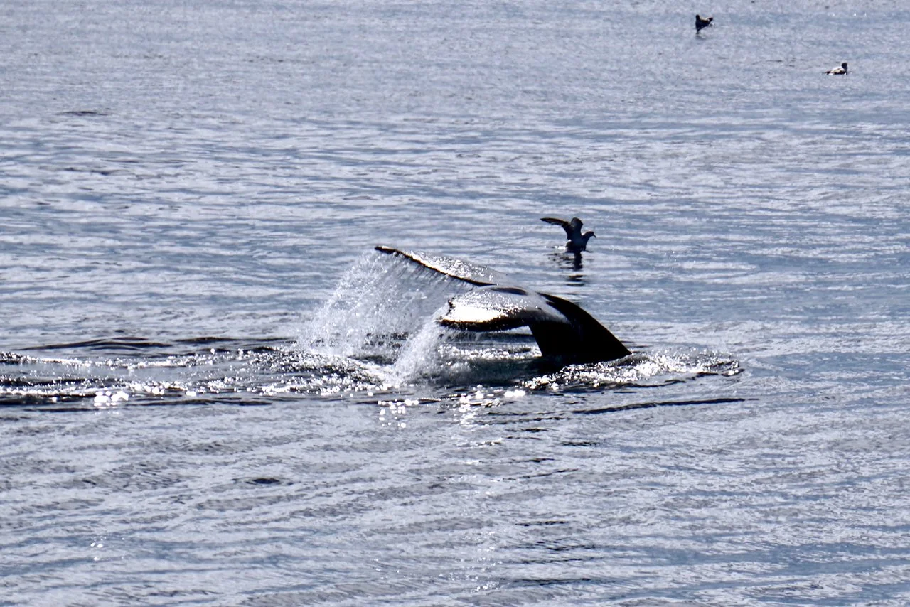 Elephant Island Sea Ice Humpback + Fin Whales - 127.jpeg