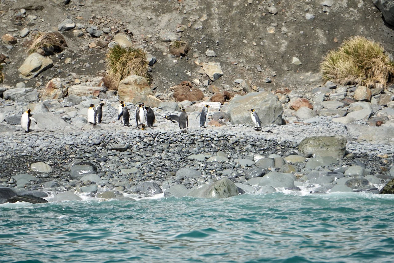 Royal Bay South Georgia - 26.jpeg