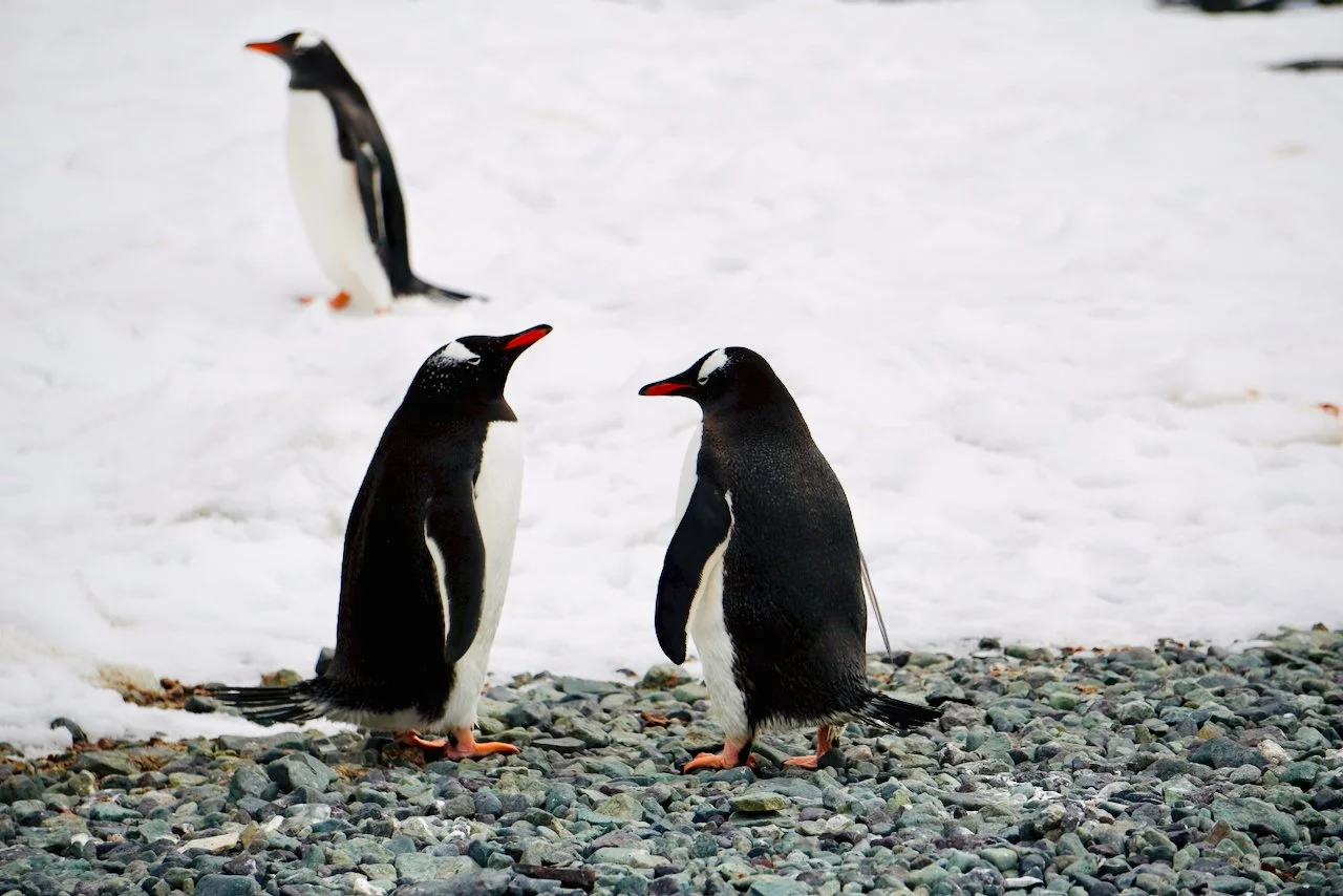 DHainaut Island Mikkelson Harbour - 113.jpeg