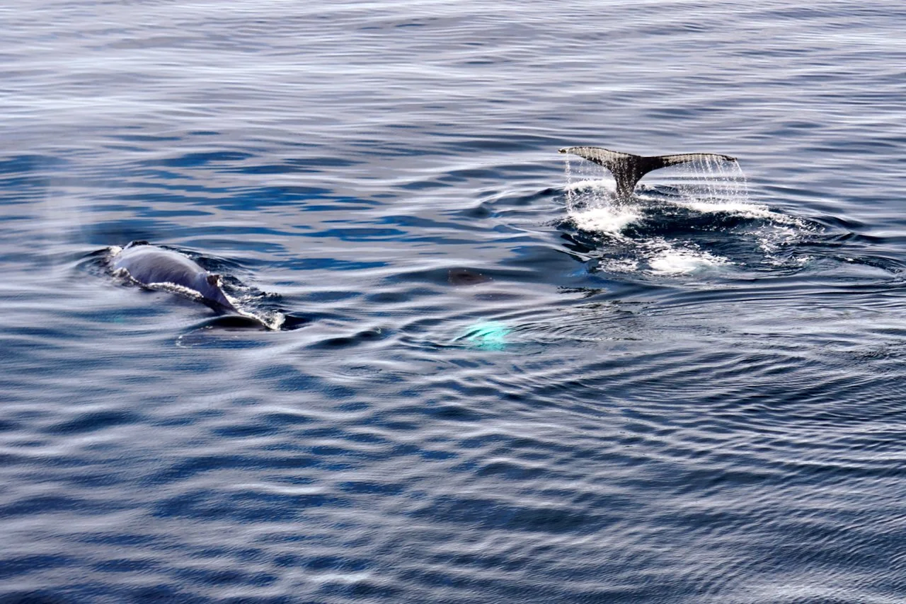 Elephant Island Sea Ice Humpback + Fin Whales - 156.jpeg
