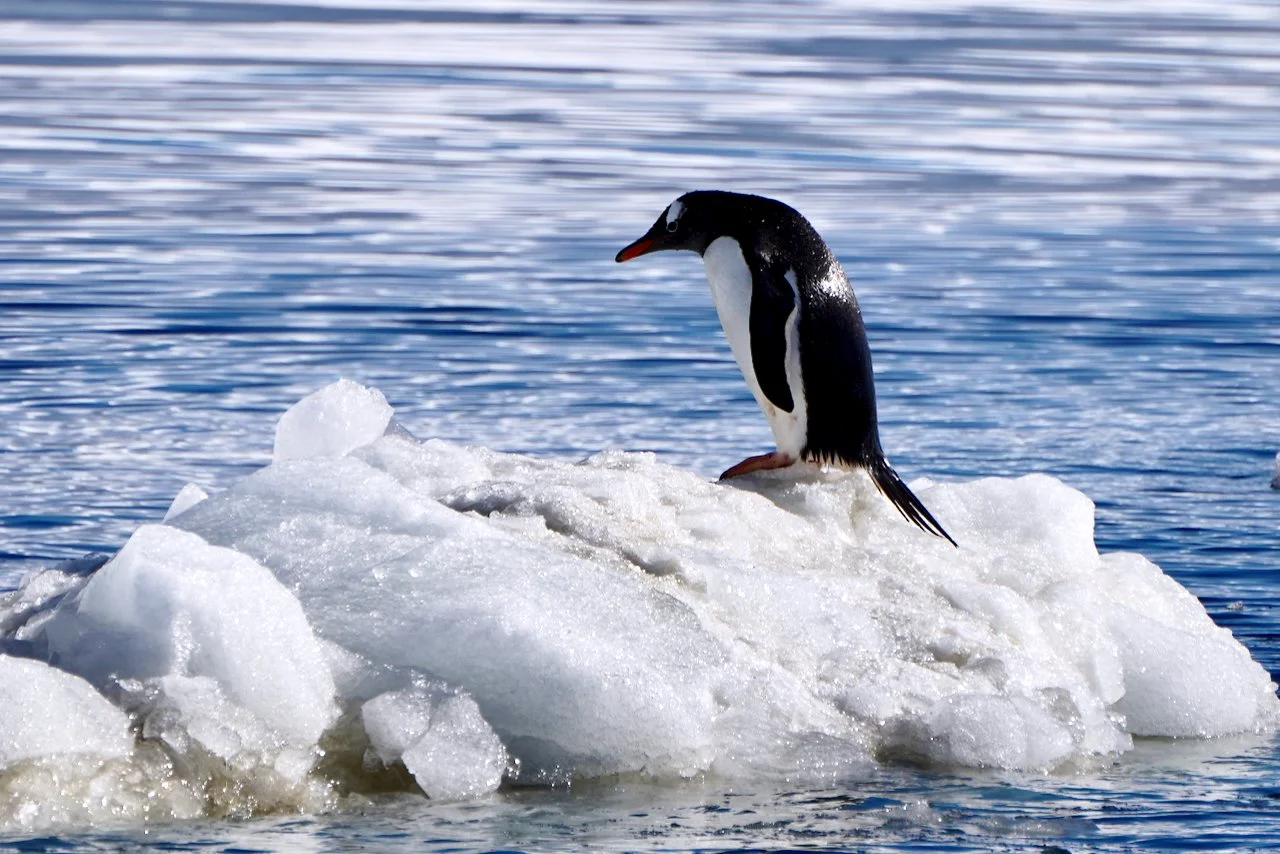 Brown Station Paradise Harbour - 10.jpeg