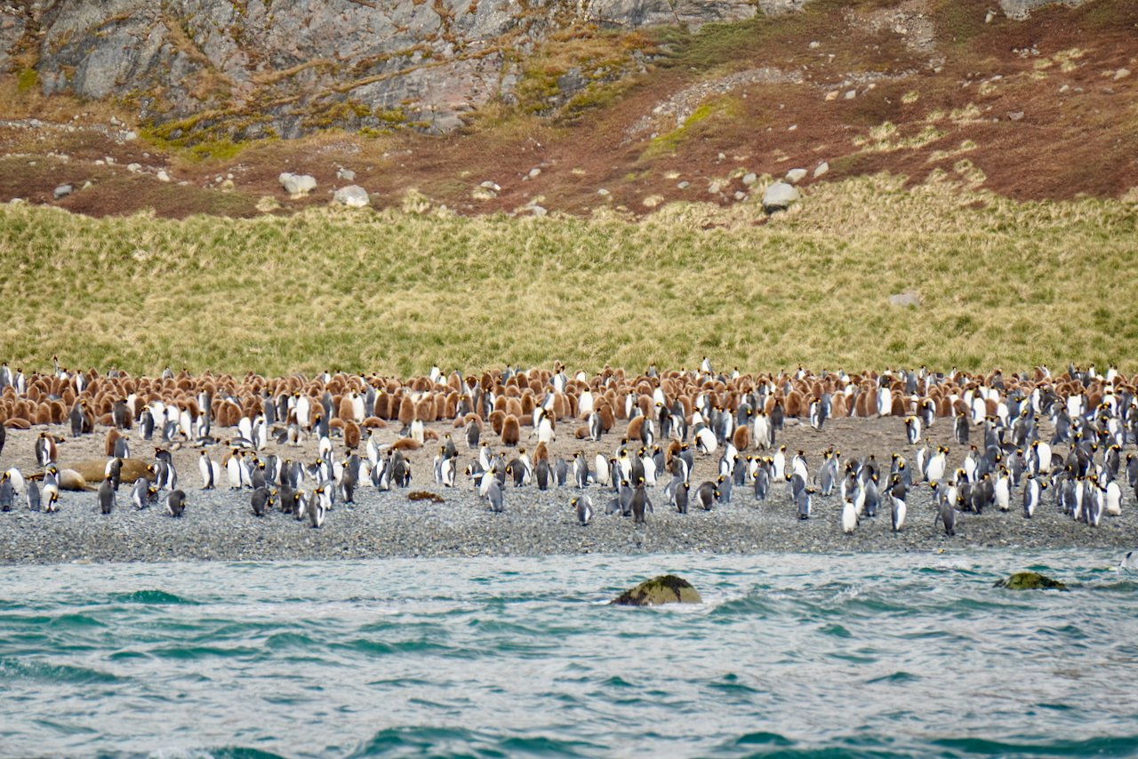 Royal Bay South Georgia - 8.jpeg