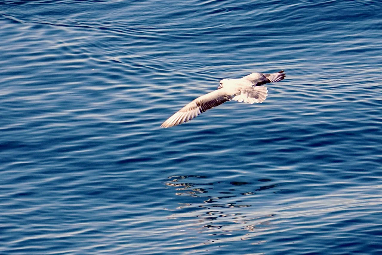 Elephant Island Sea Ice Humpback + Fin Whales - 57.jpeg