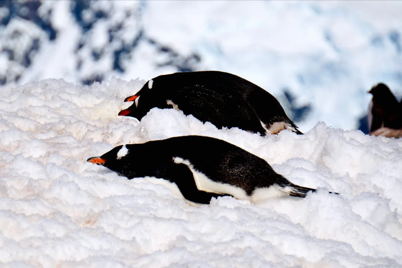 Brown Station Paradise Harbour - 51.jpeg