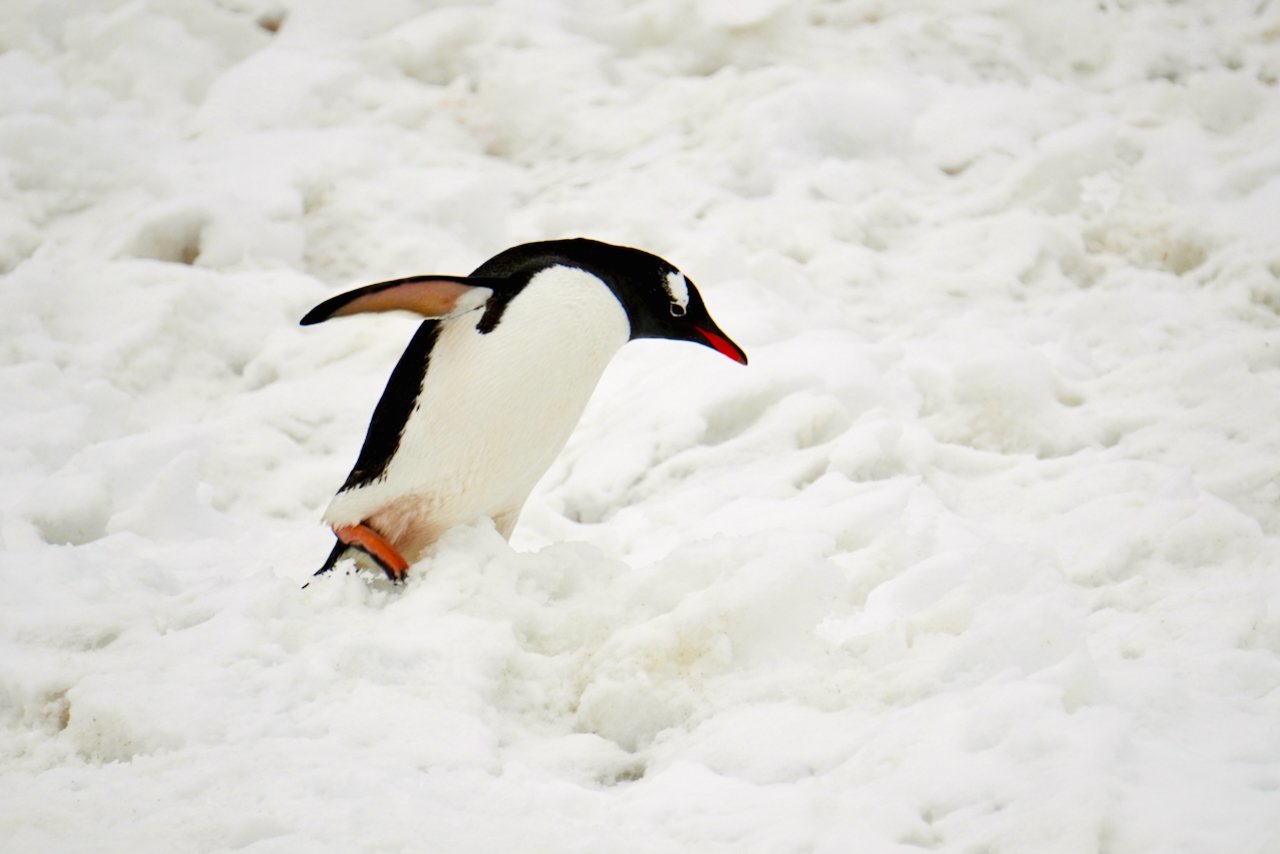 Half Moon Bay Antarctica - 90.jpeg