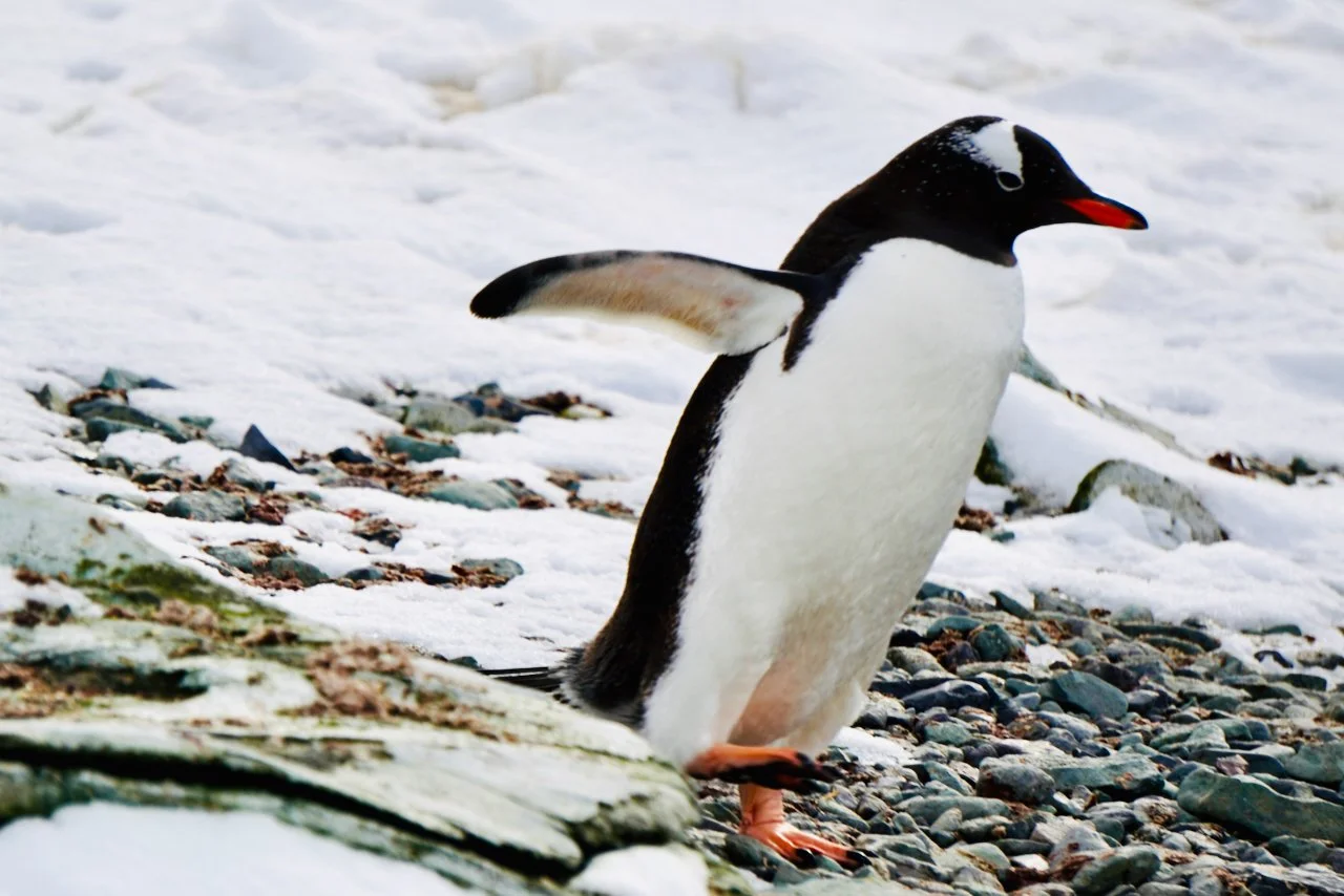 DHainaut Island Mikkelson Harbour - 23.jpeg