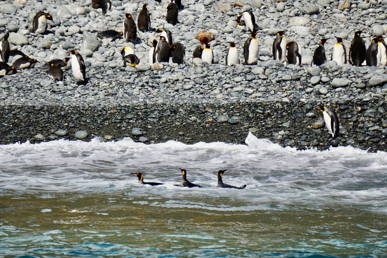 Royal Bay South Georgia - 52.jpeg