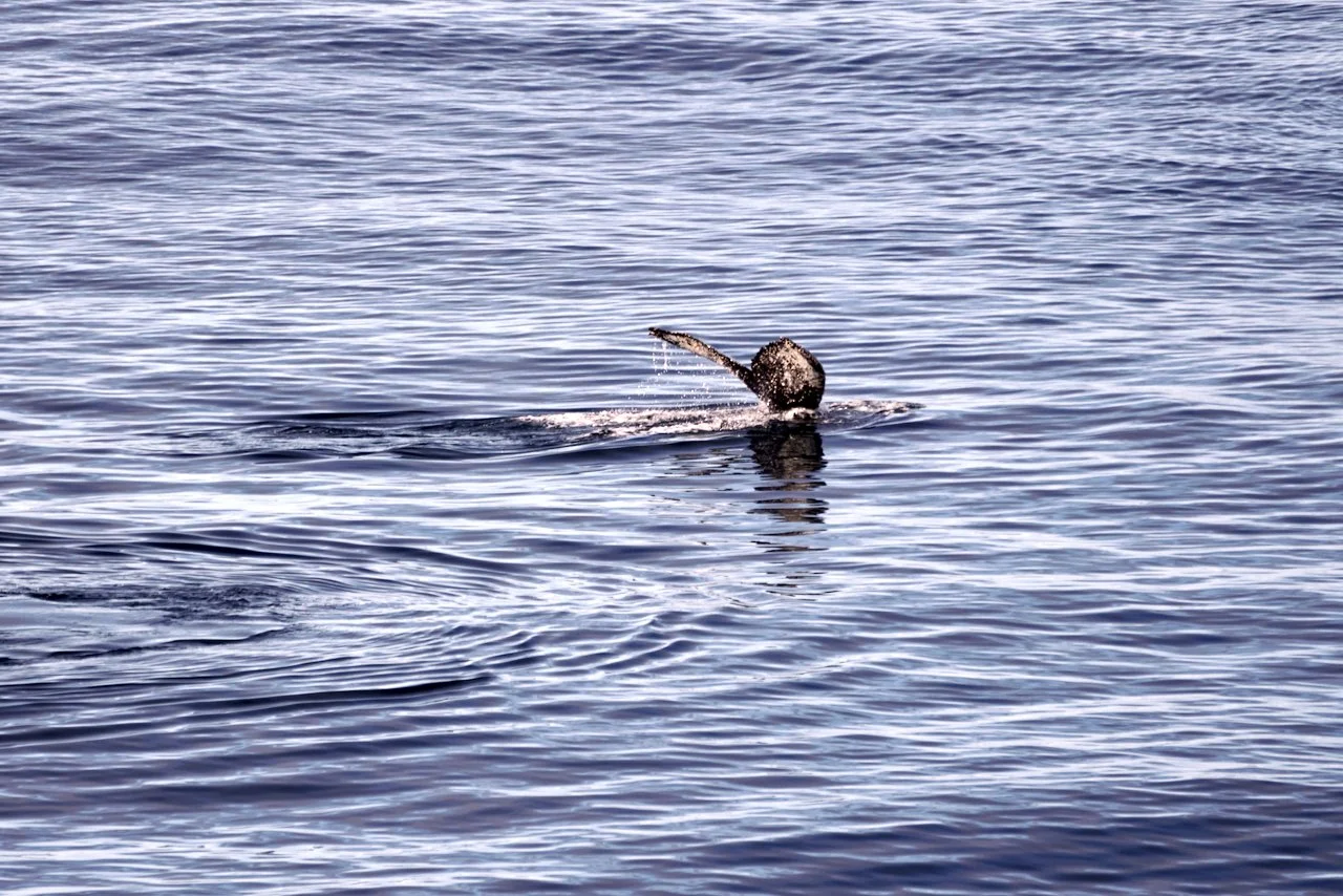 Elephant Island Sea Ice Humpback + Fin Whales - 133.jpeg