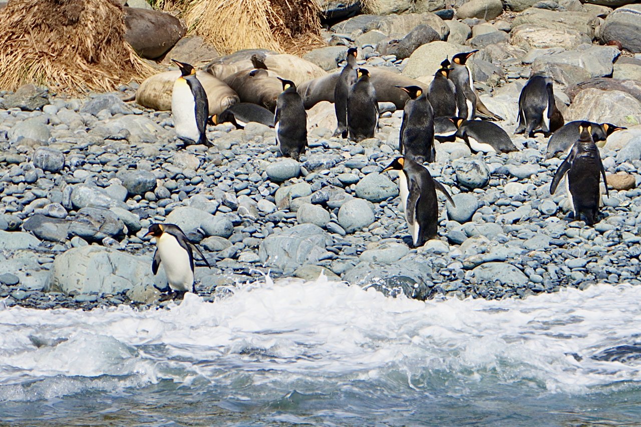 Royal Bay South Georgia - 31.jpeg