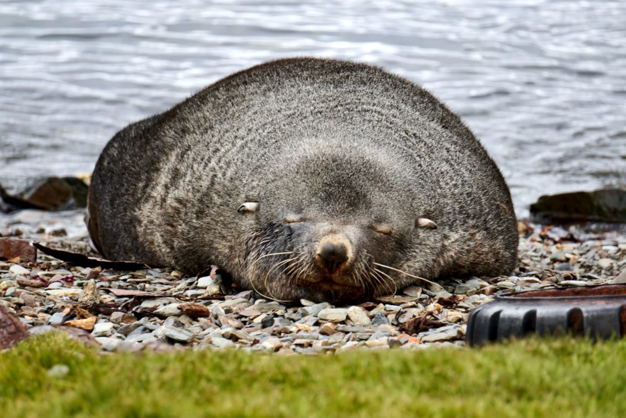 Grytviken South Georgia - 83.jpeg