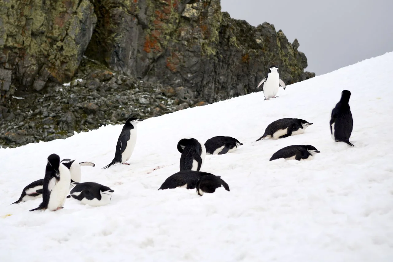 Half Moon Bay Antarctica - 17.jpeg