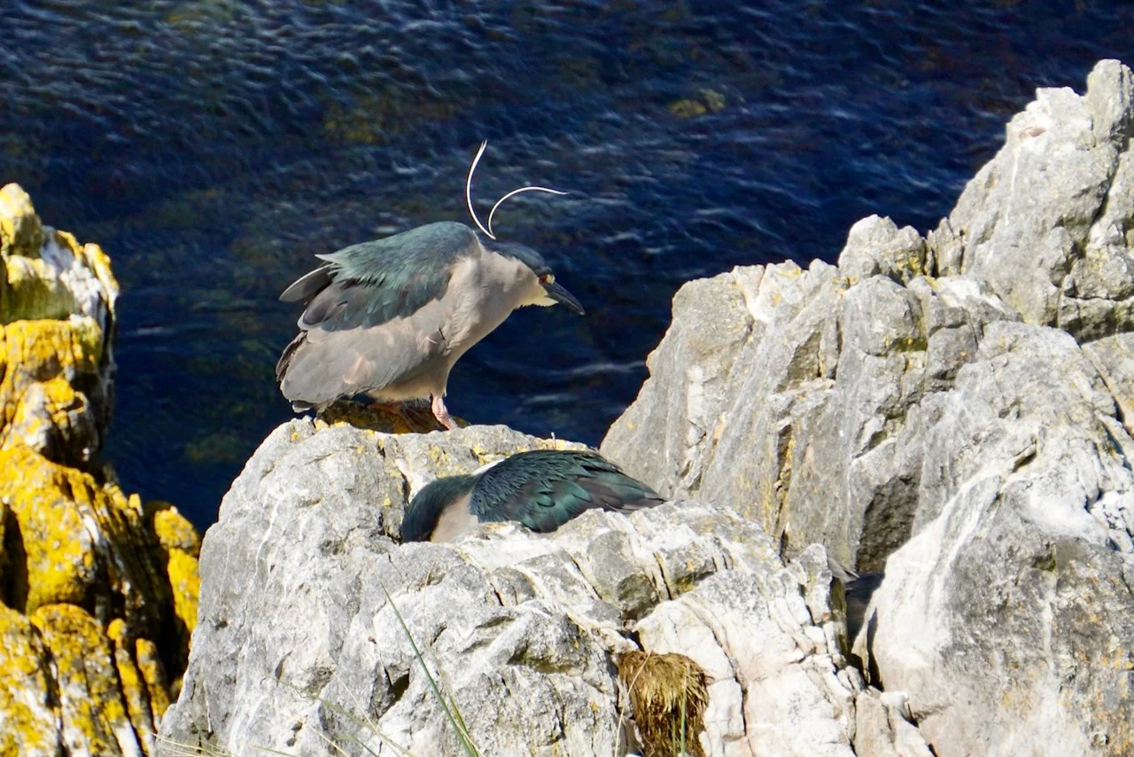 Falklands - 202.jpeg