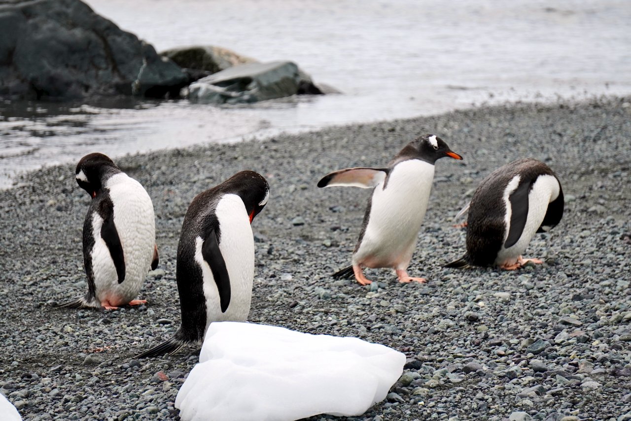 DHainaut Island Mikkelson Harbour - 97.jpeg