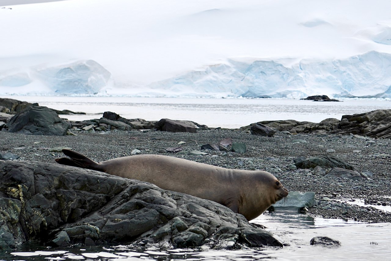 DHainaut Island Mikkelson Harbour - 13.jpeg