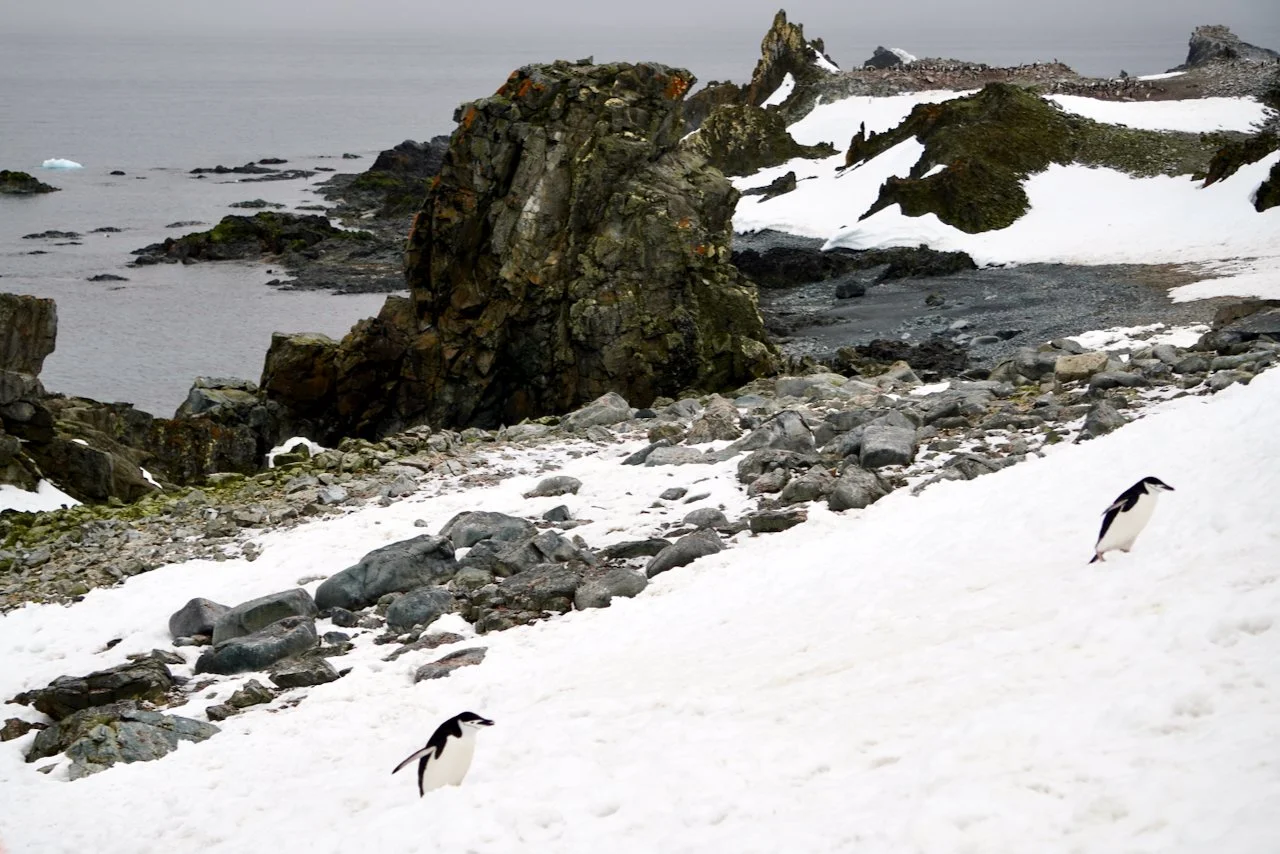 Half Moon Bay Antarctica - 63.jpeg