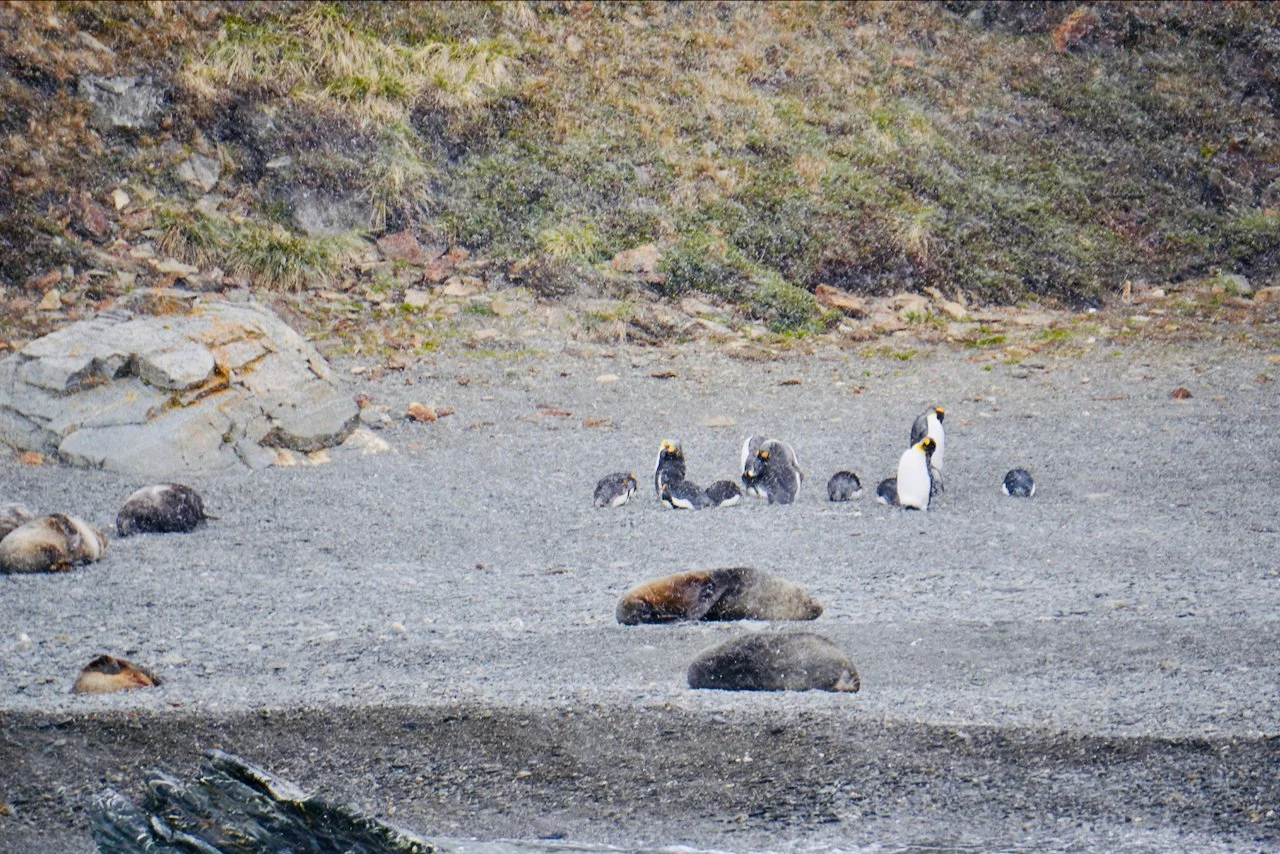 Fortuna Bay South Georgia - 44.jpeg