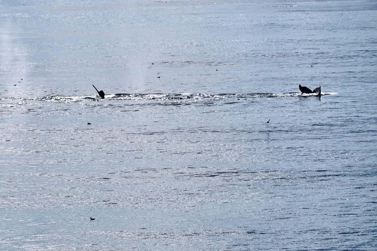 Elephant Island Sea Ice Humpback + Fin Whales - 122.jpeg