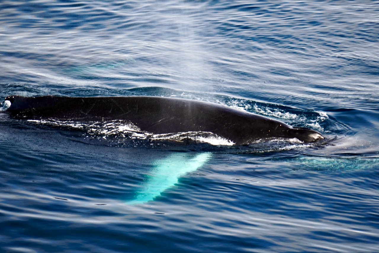 Elephant Island Sea Ice Humpback + Fin Whales - 104.jpeg