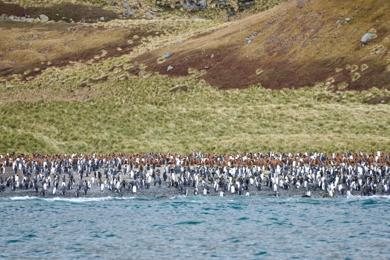 Royal Bay South Georgia - 5.jpeg