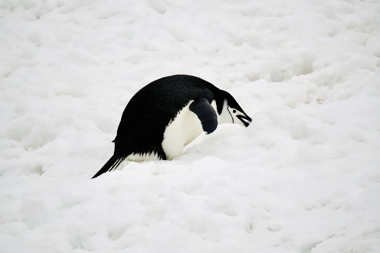 Half Moon Bay Antarctica - 68.jpeg