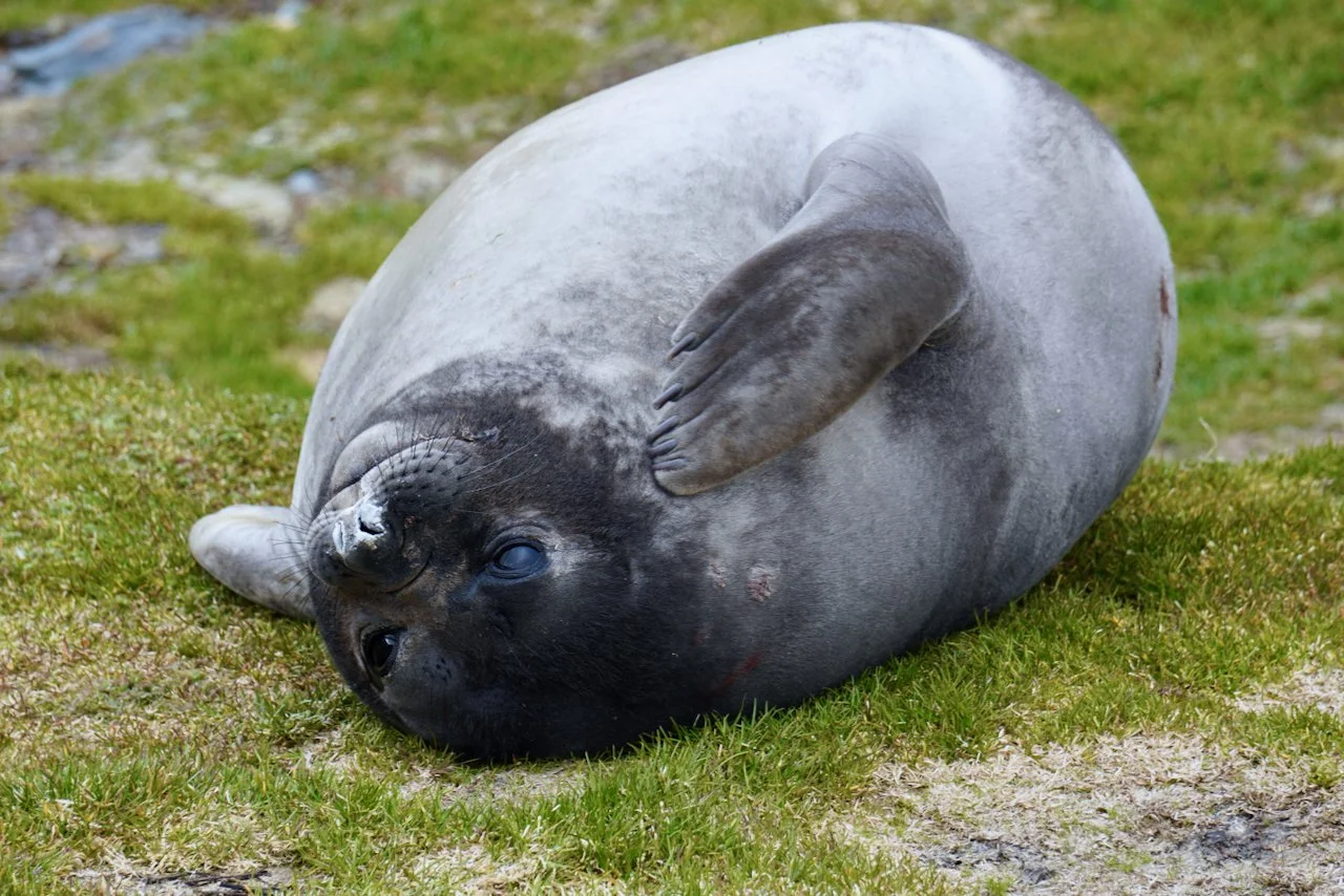 Grytviken South Georgia - 62.jpeg
